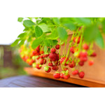 Omnia Garden Smultronplanta Rebecka 10-pack SKU OMN-101176-10 EAN 07340208612555