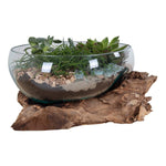 House Nordic Blomkruka San Marino Vattendroppe 26 SKU HOU-4501054 EAN 5713917002658