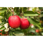 Omnia Garden Äppelträd Summerred SKU EAN