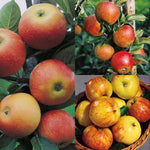 Omnia Garden Familjeträd Äpple Domestica SKU EAN