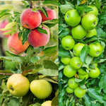Omnia Garden Familjeträd Äpple SKU EAN