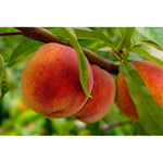 Omnia Garden Persikoträd Frost SKU OMN-GTG25025 EAN 07340208617895
