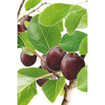 Omnia Garden Plommonträd Jubileum SKU EAN