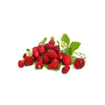 Omnia Garden Smultronplanta Rödluvan 10-pack SKU OMN-101175-10 EAN 07340208612531