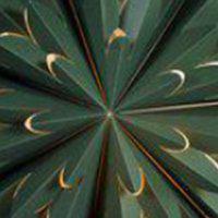 PR Home Hyacinth star