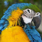 Queen Maya XXL Guacamaya 1-13