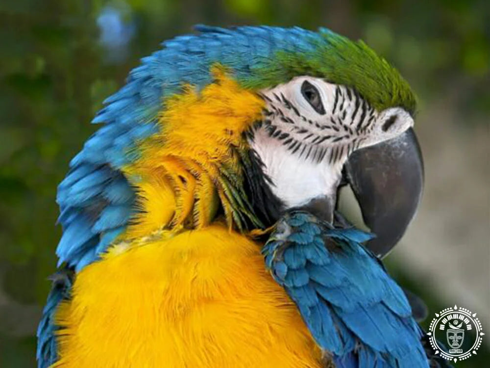Queen Maya XXL Guacamaya 1-13