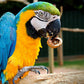 Queen Maya XXL Guacamaya 2-12