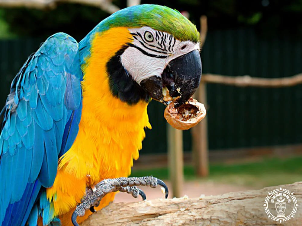 Queen Maya XXL Guacamaya 2-12