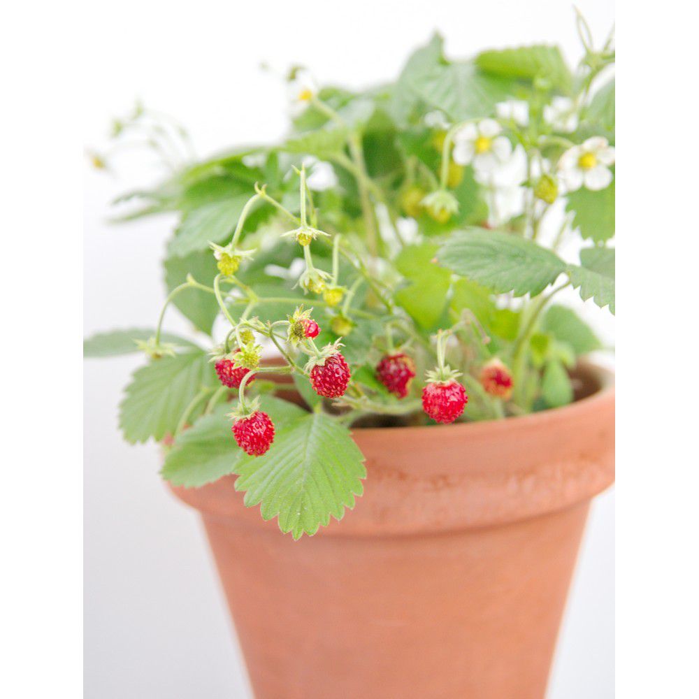 Omnia Garden Smultronplanta Rügen 10-pack SKU OMN-101173-10 EAN 07340208612494