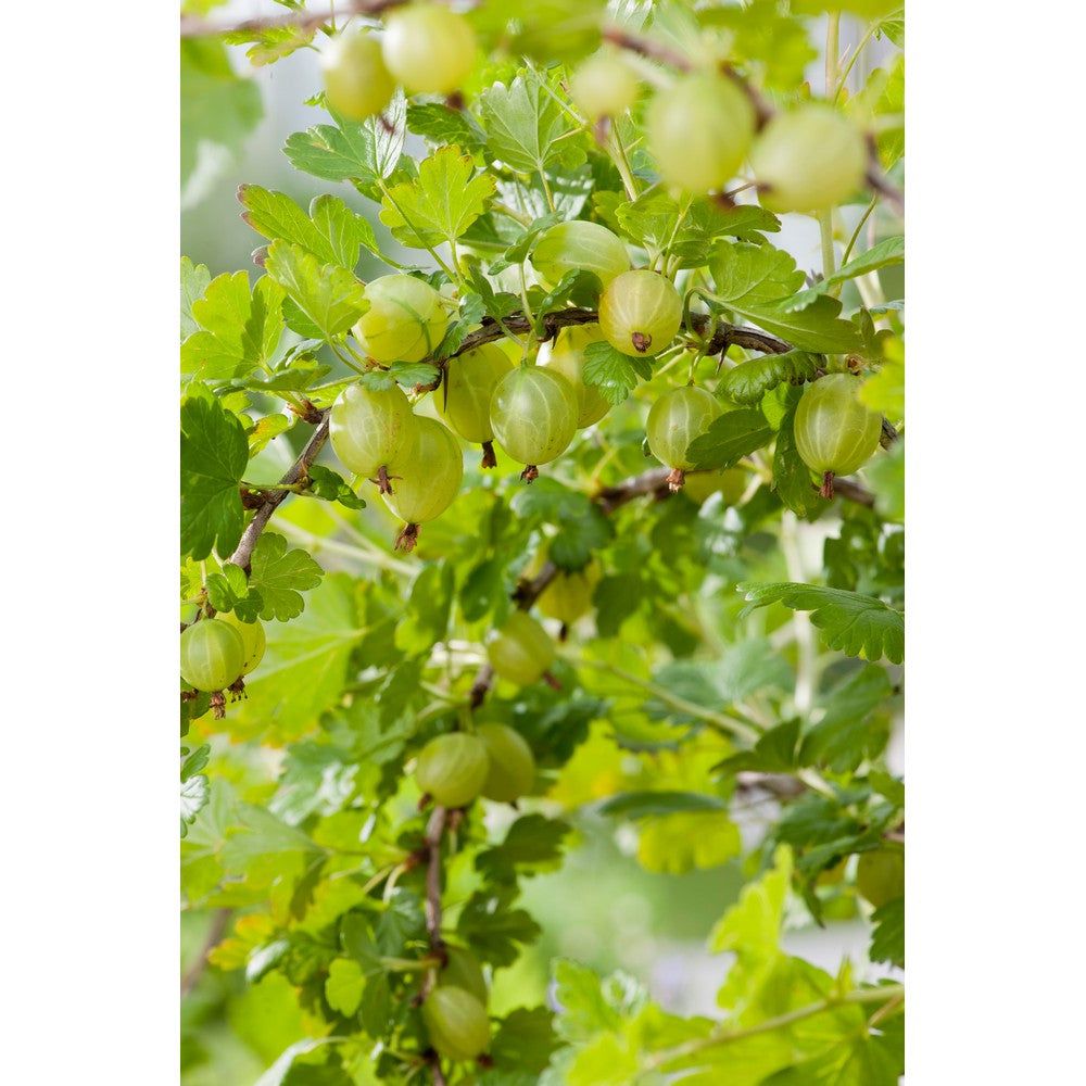 Garden Krusbärsbuske Hinnonmäki Gul SKU EAN