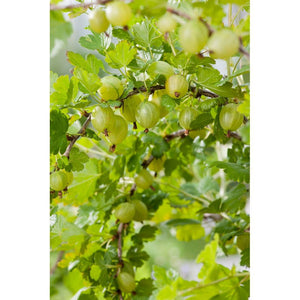 Garden Krusbärsbuske Hinnonmäki Gul SKU EAN