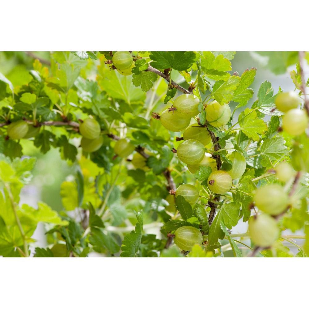 Garden Krusbärsbuske Hinnonmäki Gul Stam SKU EAN