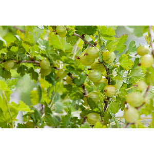 Garden Krusbärsbuske Hinnonmäki Gul Stam SKU EAN