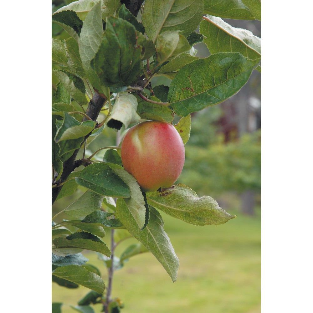 Omnia Garden Äppelträd Åkerö SKU EAN