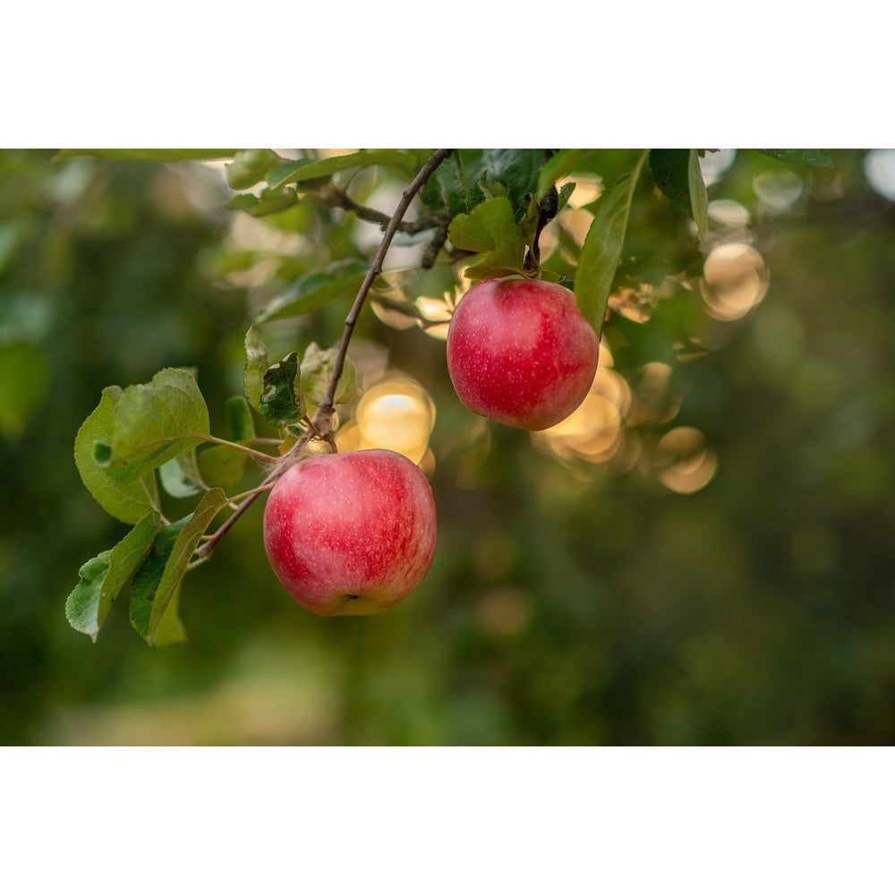 Omnia Garden Äppelträd Alice SKU EAN