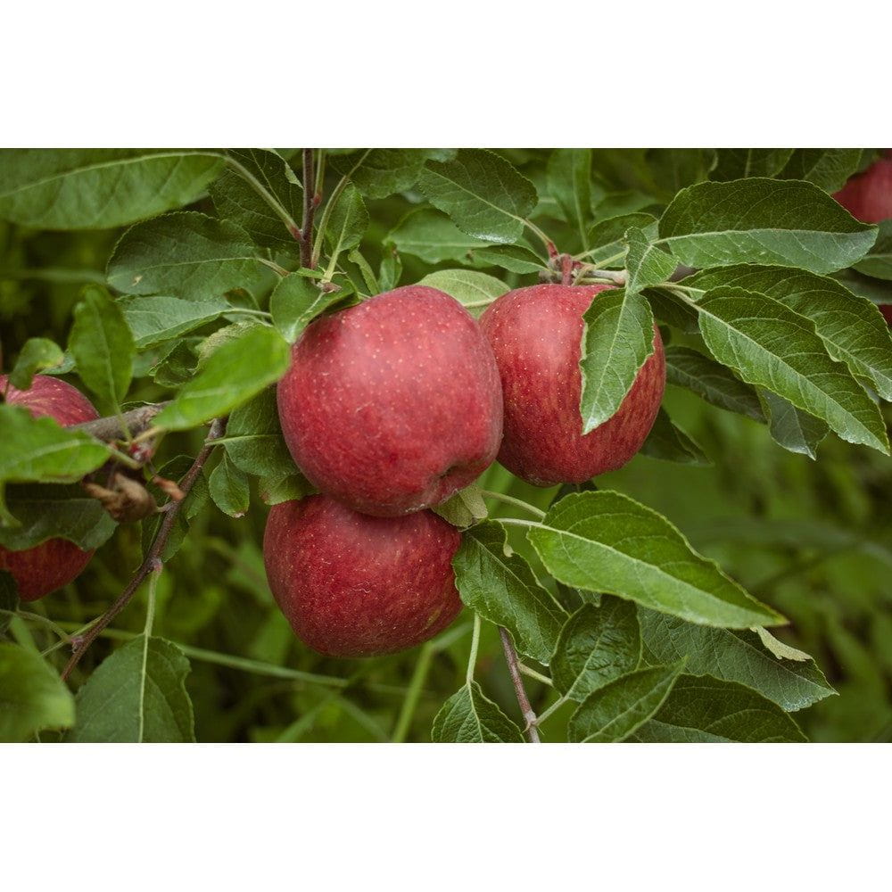 Omnia Garden Äppelträd Amorosa SKU EAN