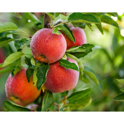 Omnia Garden Äppelträd Aroma E SKU EAN