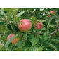 Omnia Garden Äppelträd Aroma E SKU EAN