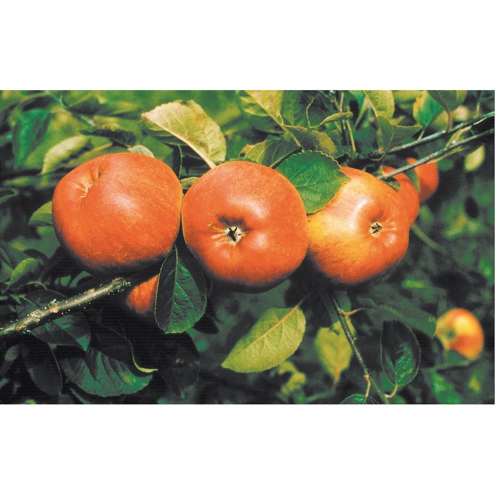 Omnia Garden Äppelträd Cox Pomona SKU EAN