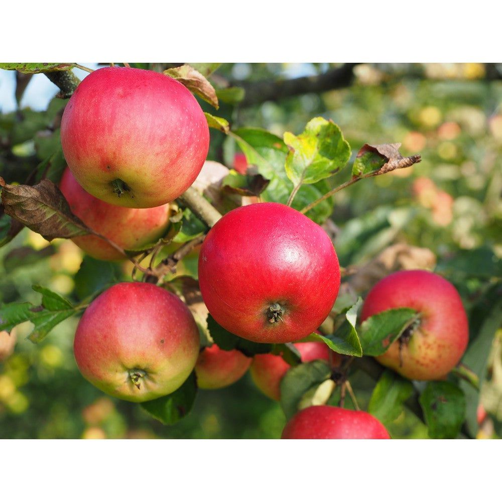 Omnia Garden Äppelträd Discovery E SKU EAN