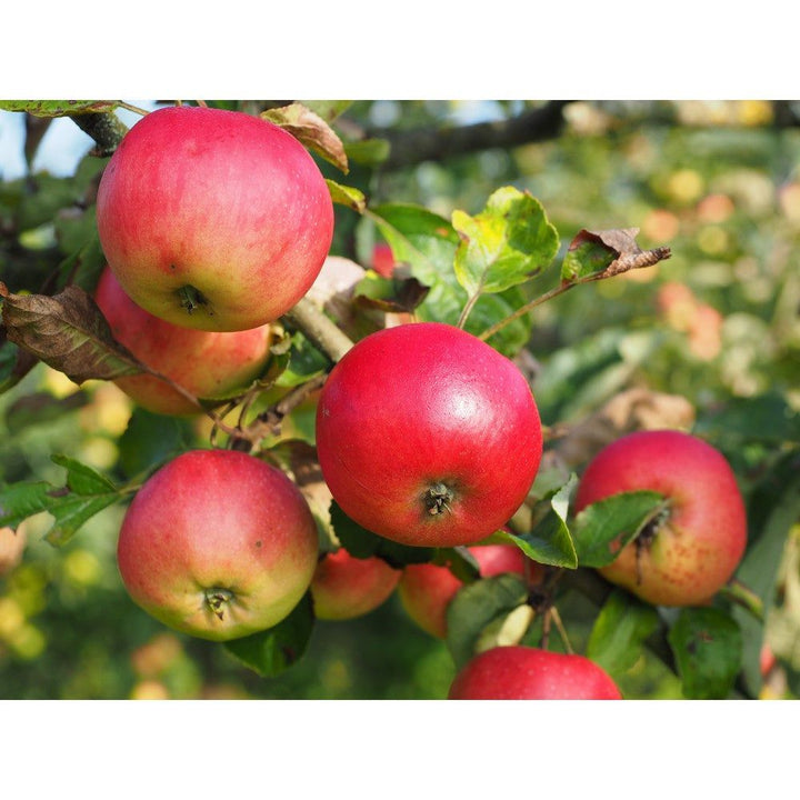 Omnia Garden Äppelträd Discovery E SKU EAN