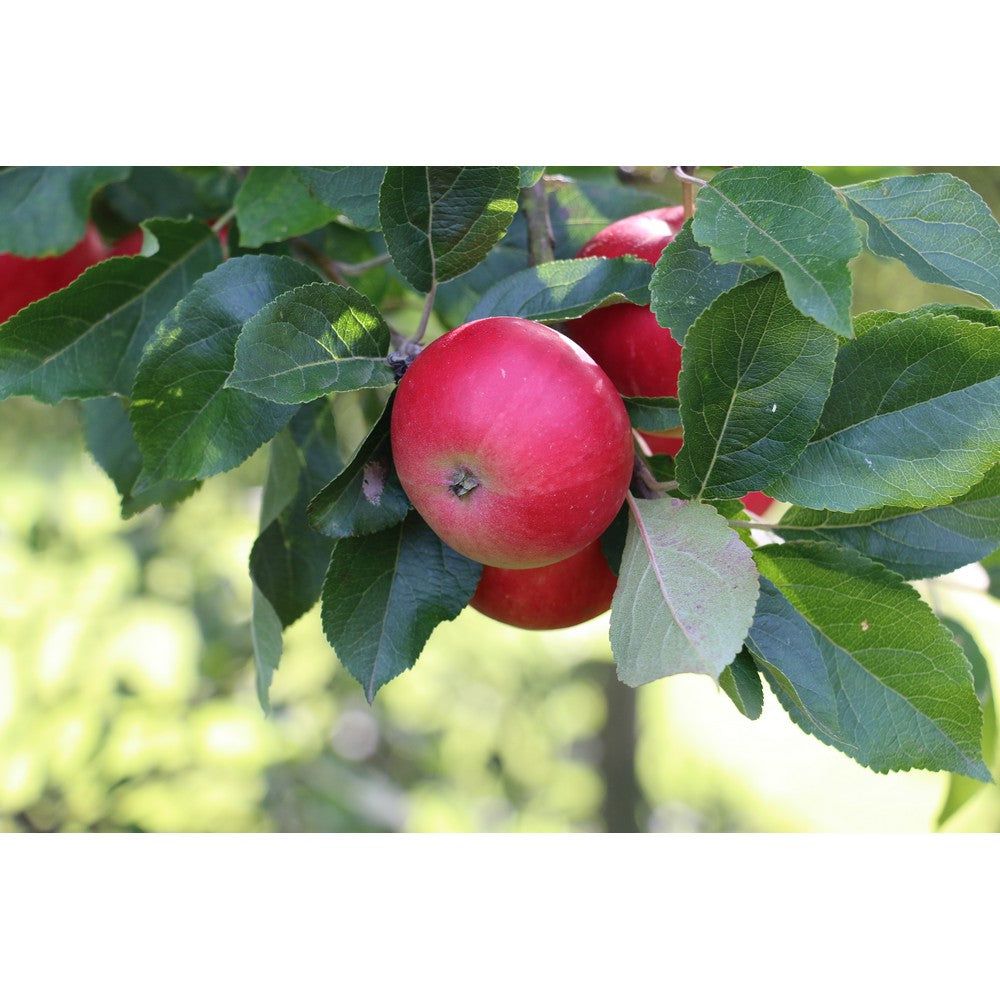 Omnia Garden Äppelträd Discovery SKU EAN