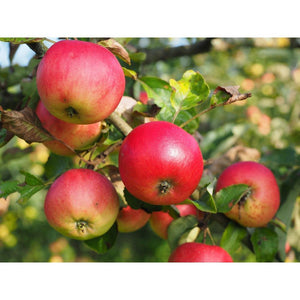 Omnia Garden Äppelträd Discovery SKU EAN