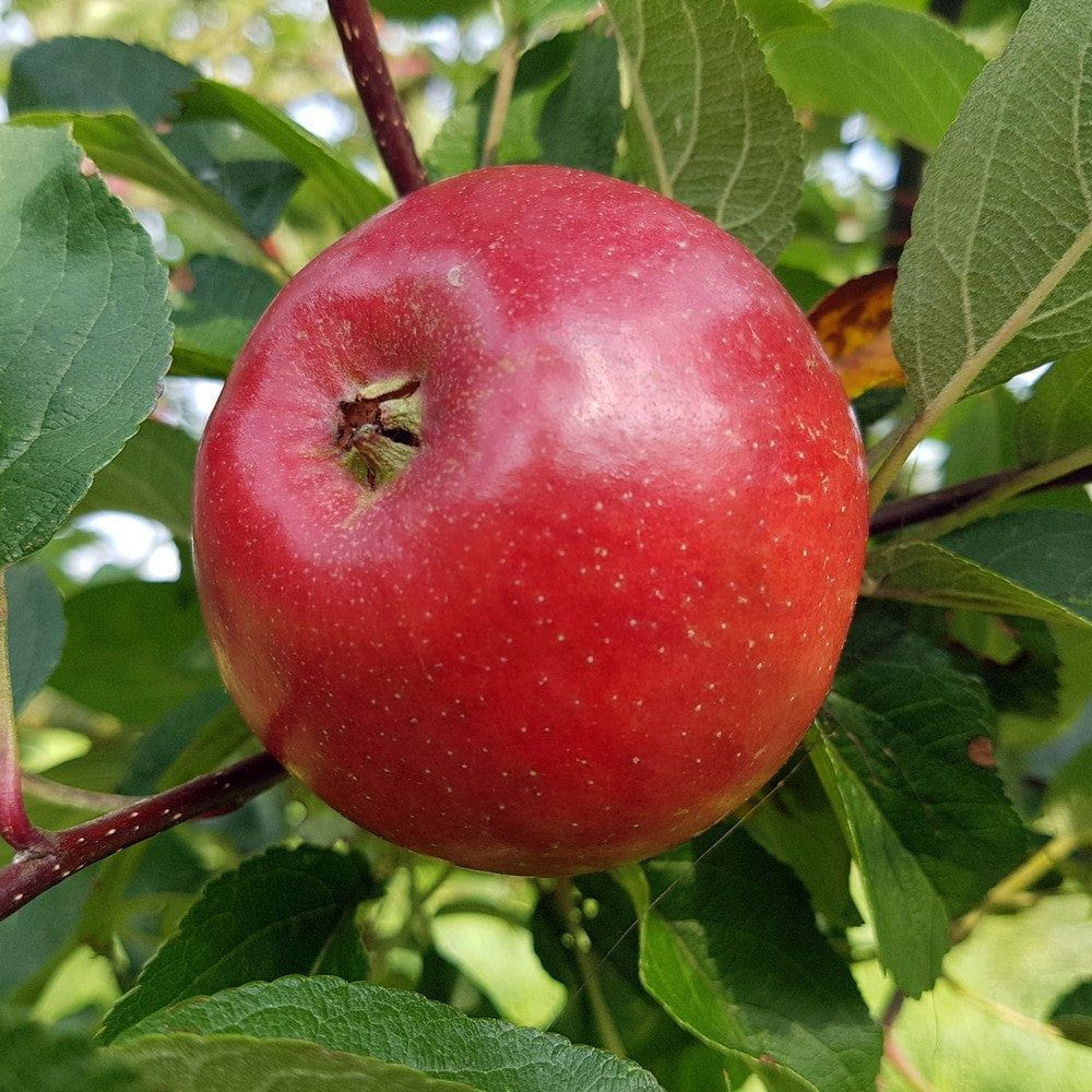 Omnia Garden Äppelträd Folke SKU EAN
