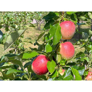 Omnia Garden Äppelträd Lovisa SKU EAN