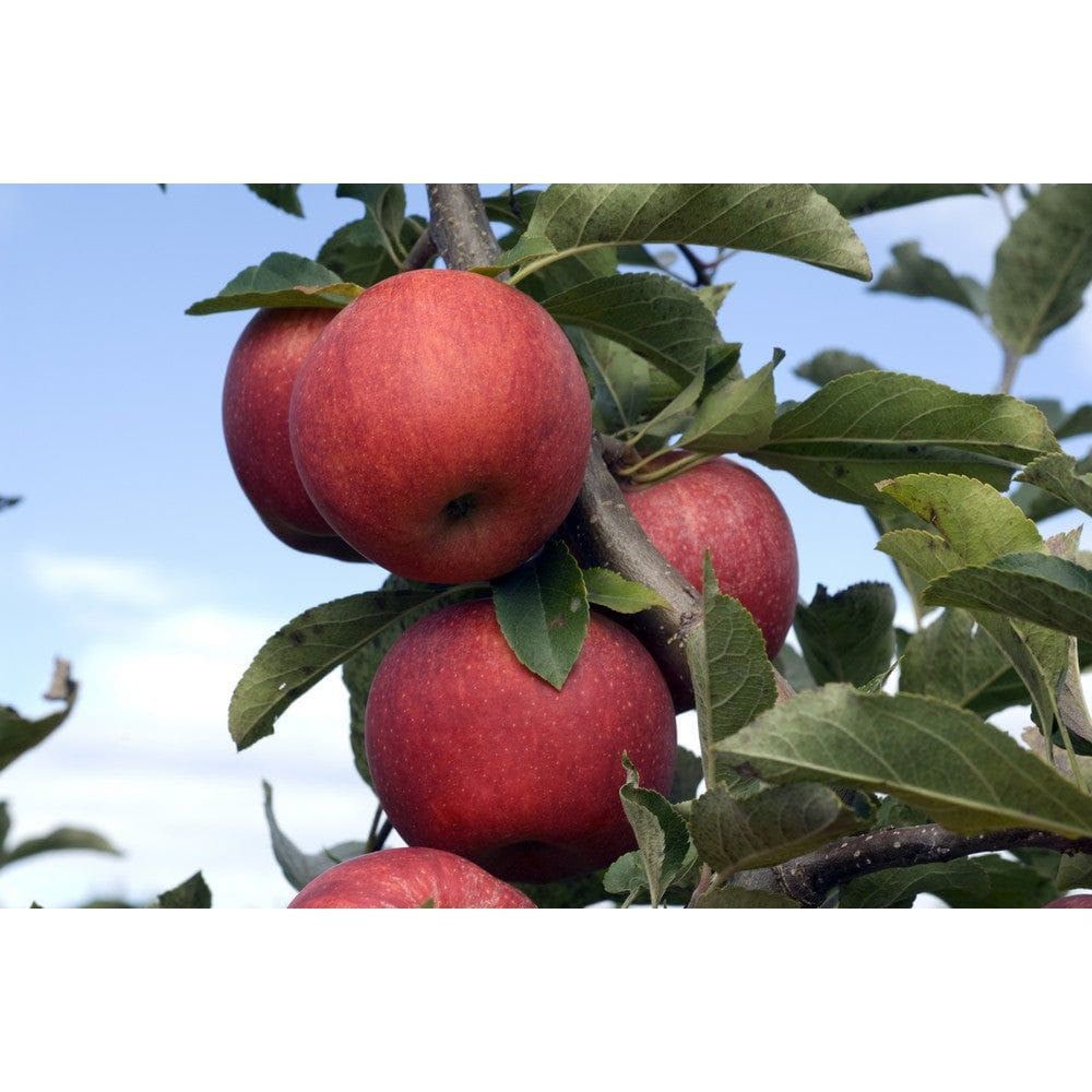 Omnia Garden Äppelträd Röd Melba E SKU EAN
