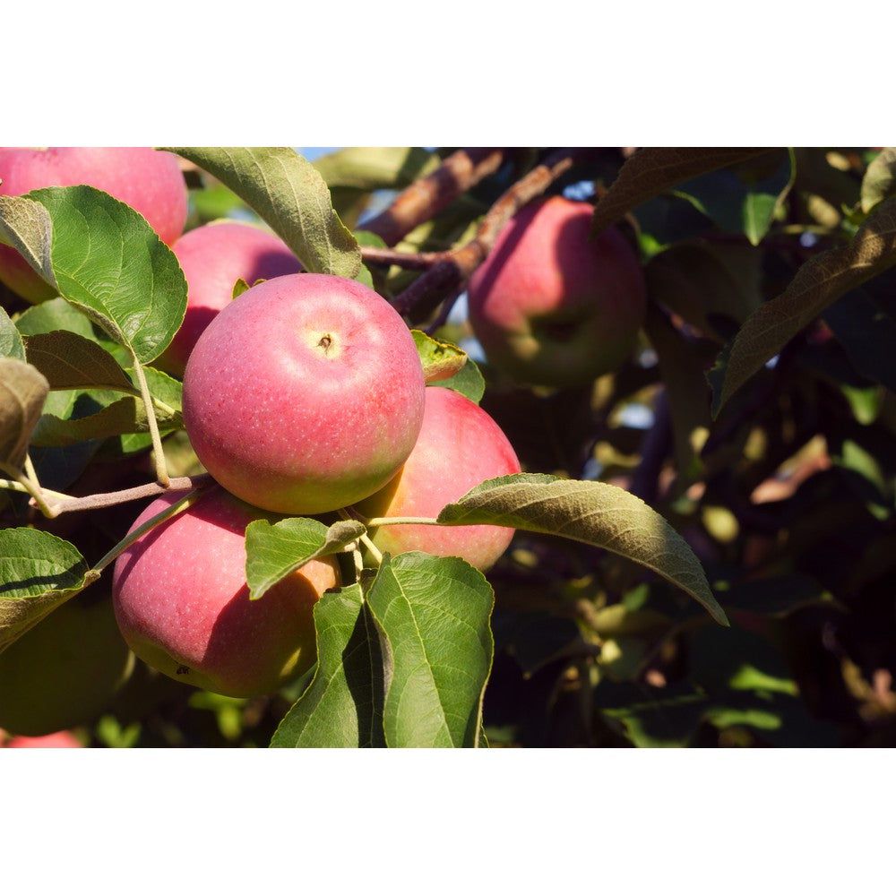 Omnia Garden Äppelträd Röd Melba SKU EAN