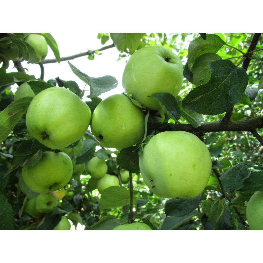 Omnia Garden Äppelträd Silva SKU EAN