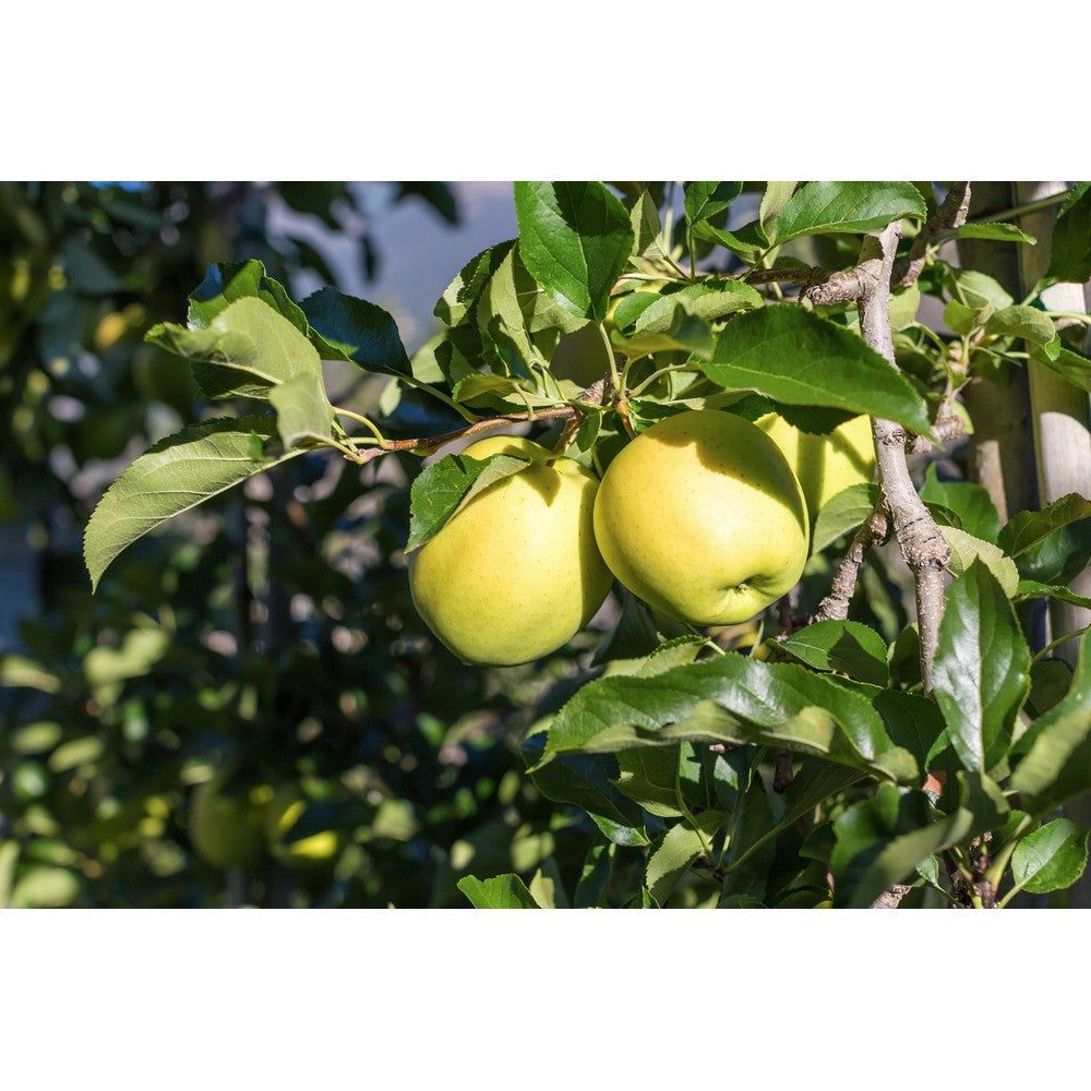 Omnia Garden Äppelträd Silva SKU EAN