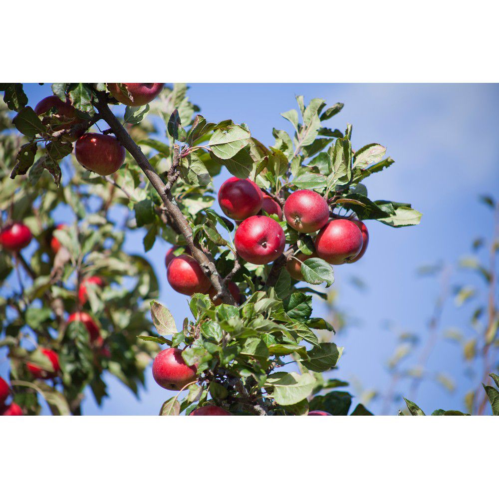 Omnia Garden Äppelträd Summerred SKU EAN