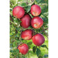 Omnia Garden Äppelträd Summerred SKU EAN