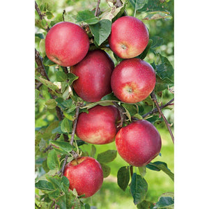 Omnia Garden Äppelträd Summerred SKU EAN