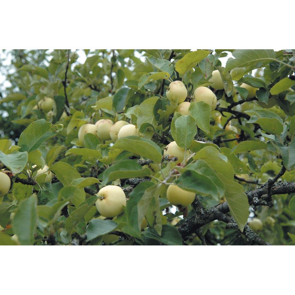 Omnia Garden Äppelträd Transparente Blanche SKU EAN
