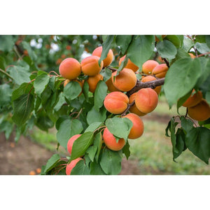 Omnia Garden Aprikosträd Orangered SKU OMN-101562 EAN 07340208618694
