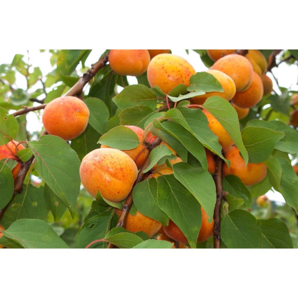 Omnia Garden Aprikosträd Orangered SKU OMN-101562 EAN 07340208618694