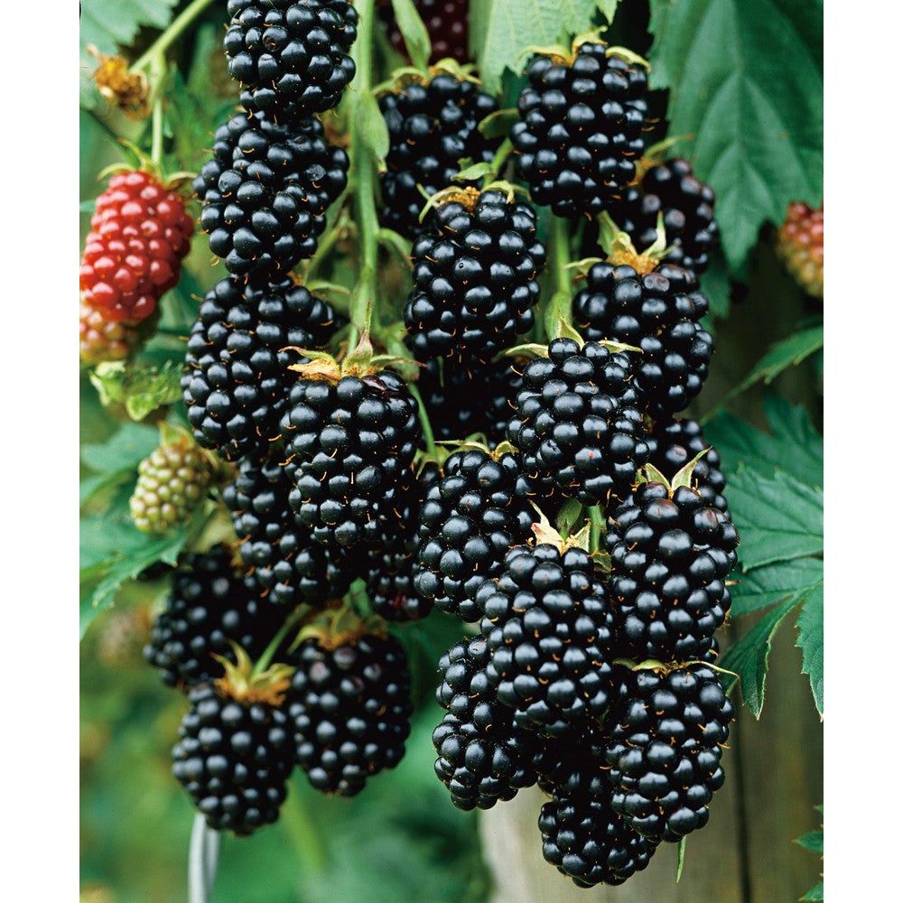 Omnia Garden Björnbärsbuske Black Satin SKU EAN