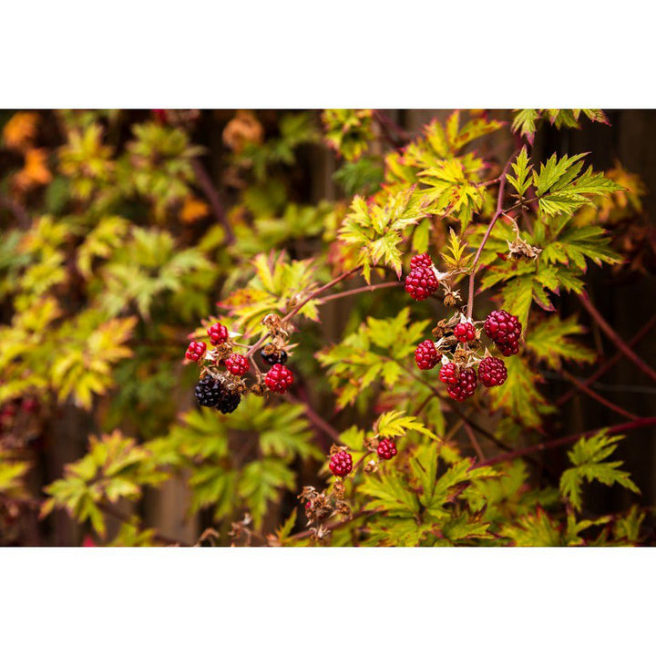 Omnia Garden Björnbärsbuske Thornless Evergreen SKU EAN