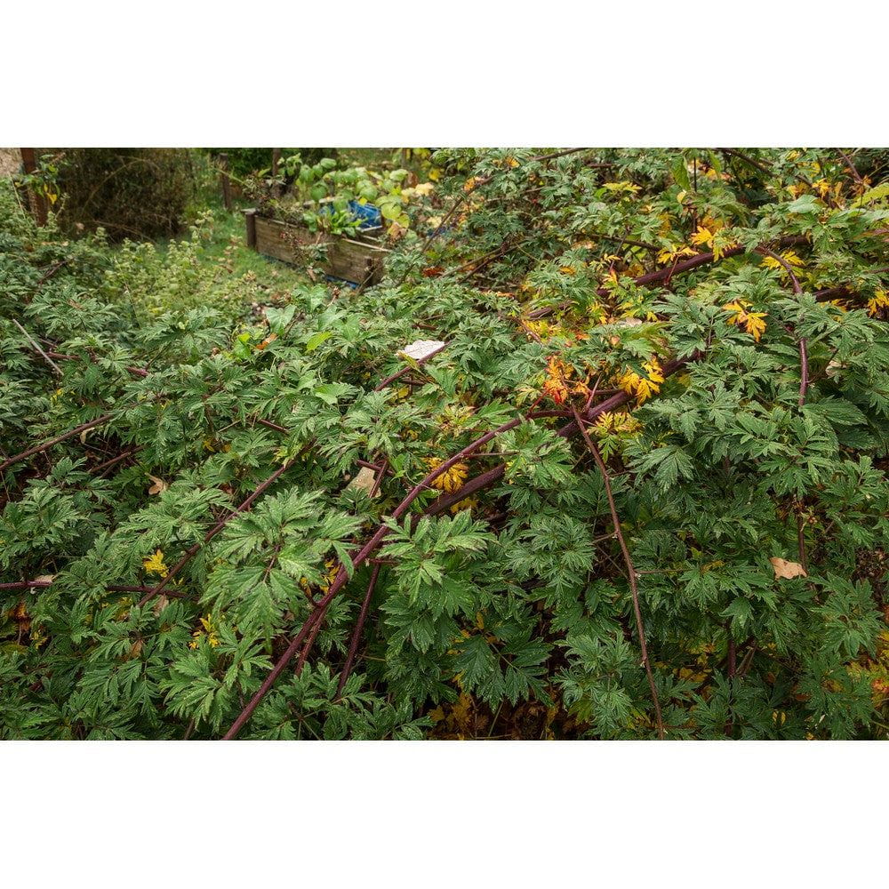 Omnia Garden Björnbärsbuske Thornless Evergreen SKU EAN
