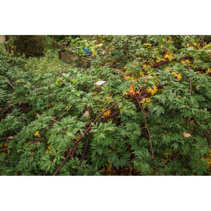 Omnia Garden Björnbärsbuske Thornless Evergreen SKU EAN