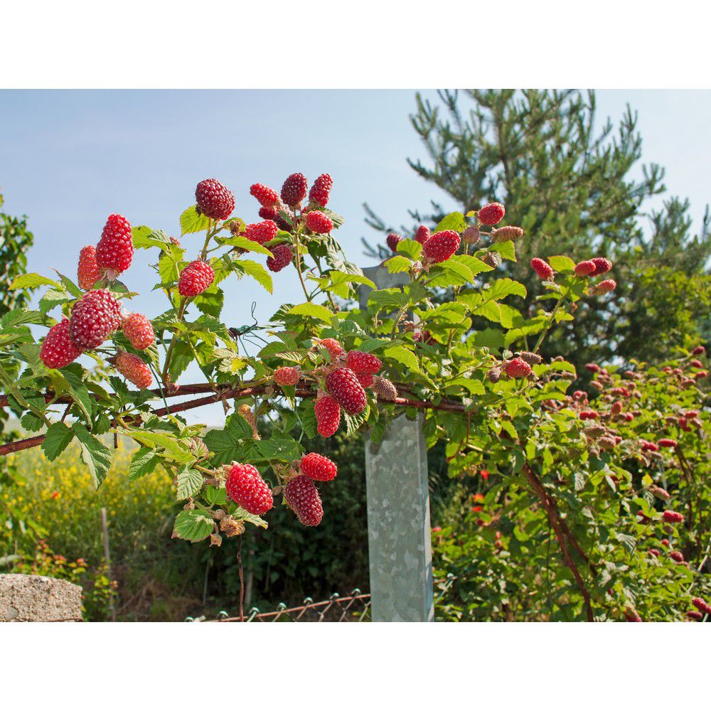 Omnia Garden Björnbärshallon Rubus SKU EAN