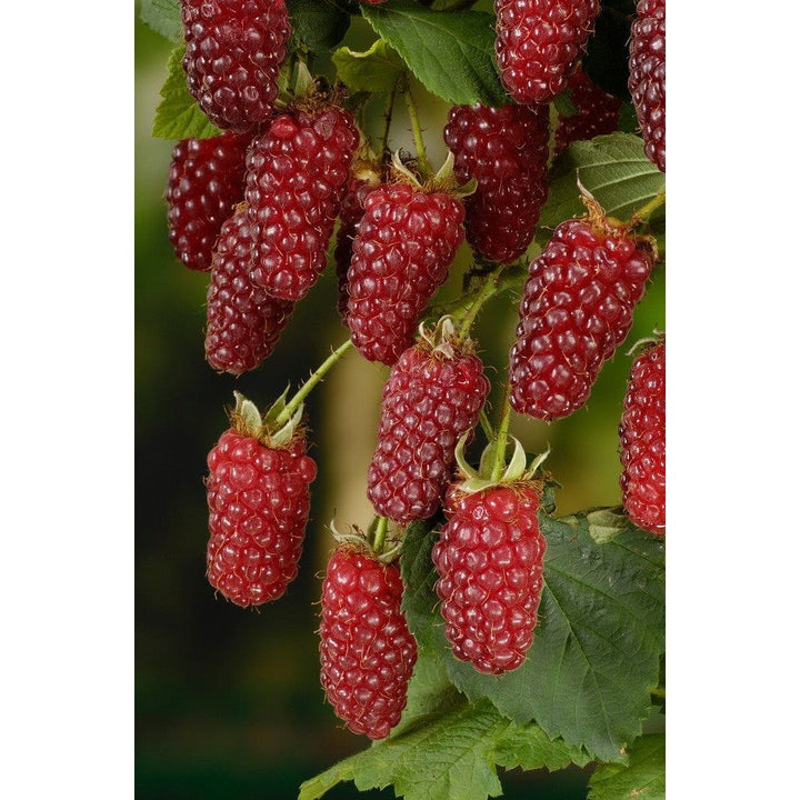 Omnia Garden Björnbärshallon Rubus SKU EAN
