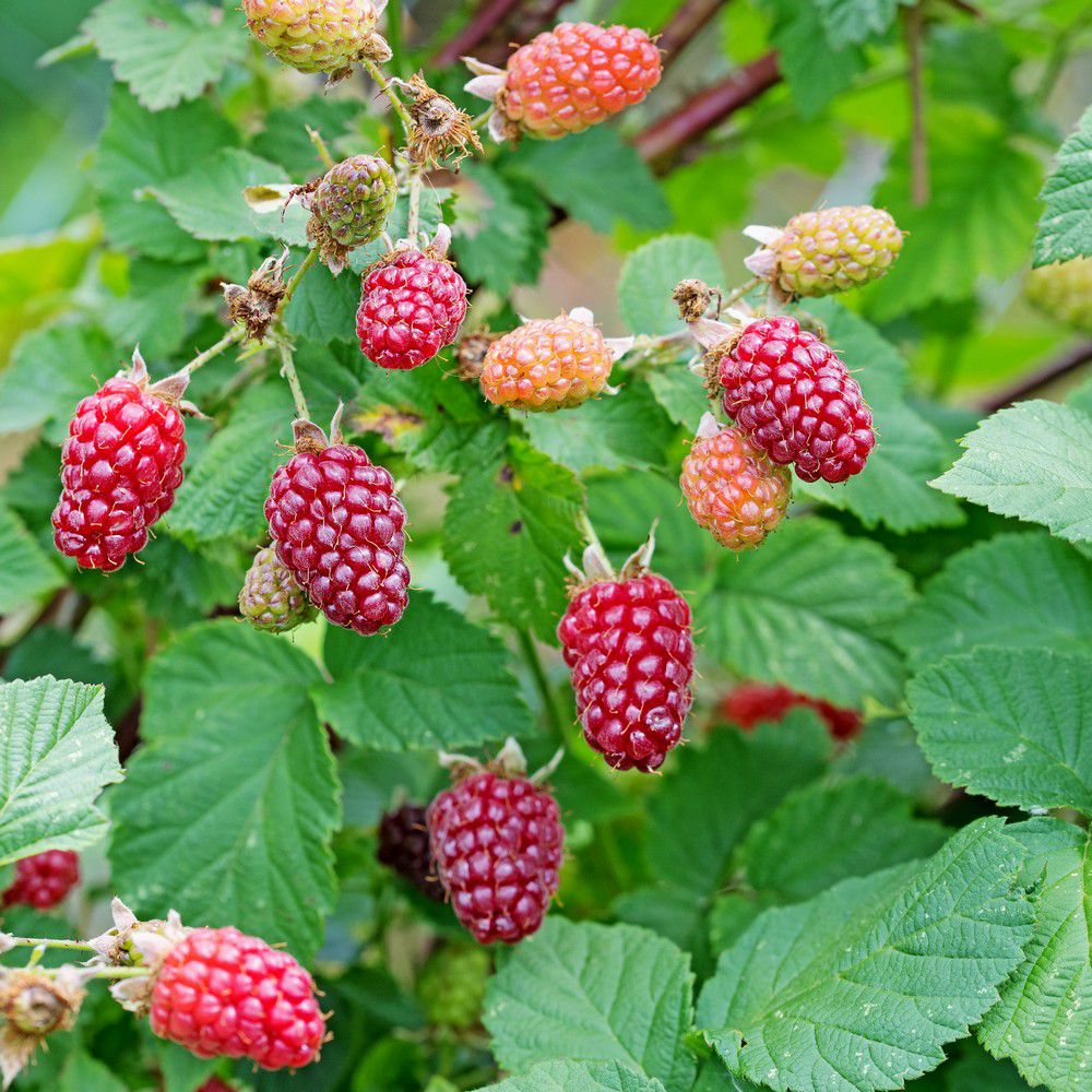 Omnia Garden Björnbärshallon Rubus SKU EAN