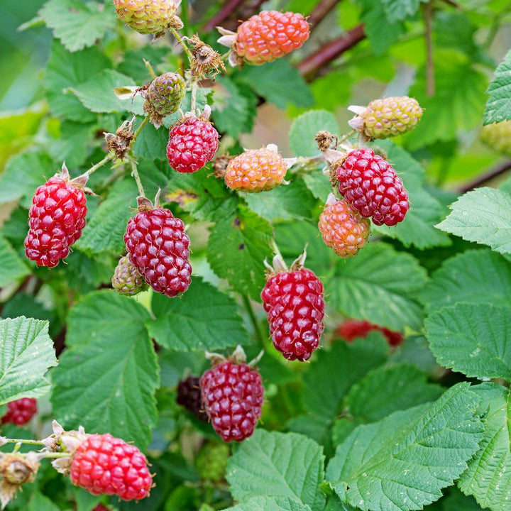 Omnia Garden Björnbärshallon Rubus SKU EAN