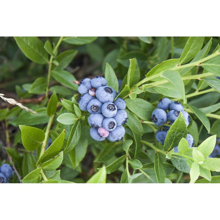 Omnia Garden Blåbärsbuske North Country SKU EAN