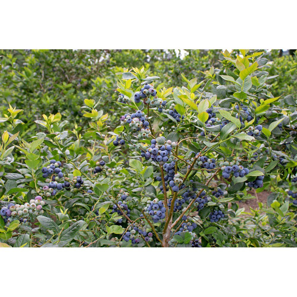 Omnia Garden Blåbärsbuske North Country SKU EAN